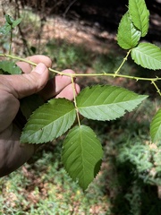 Rubus pensilvanicus