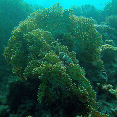 Millepora dichotoma