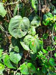 Polyscias scutellaria