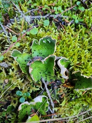 Peltigera aphthosa