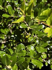 Ilex vomitoria