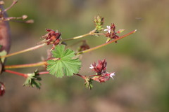 Pelargonium grossularioides