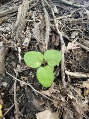 Smilax ecirrhata