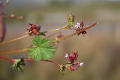 Pelargonium grossularioides