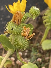 Grindelia stricta