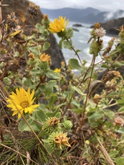 Grindelia stricta