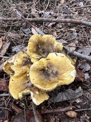 Tricholoma subsejunctum