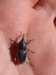 Sphenophorus aequalis
