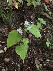 Symphyotrichum cordifolium