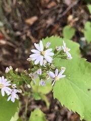 Symphyotrichum cordifolium