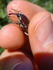 Sphenophorus aequalis