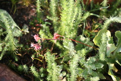 Pelargonium grossularioides