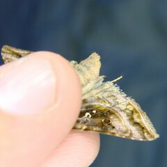Autographa pulchrina