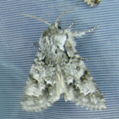 Acronicta auricoma