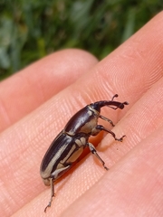 Sphenophorus aequalis