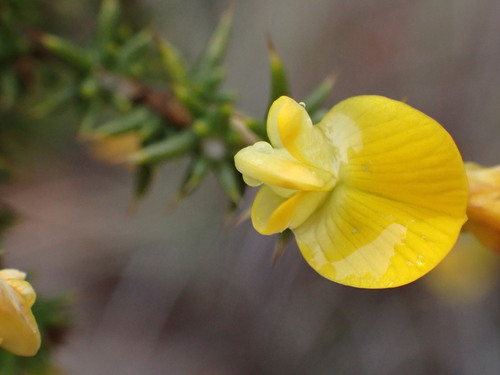 Image of Aspalathus hirta by (c) Ren Hoekstra, some rights reserved (CC BY)