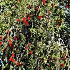 Melaleuca viminalis viminalis
