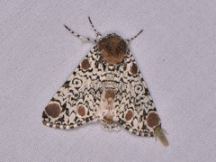 Harrisimemna trisignata