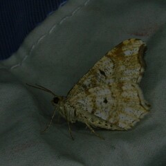 Macaria notata