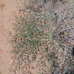 Kallstroemia parviflora