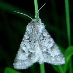 Acronicta auricoma