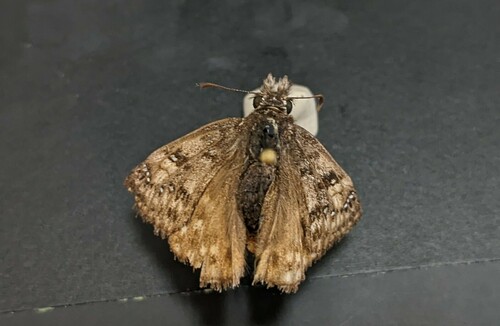 iNaturalist observation photo of Propertius Duskywing