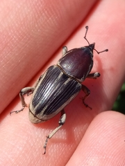Sphenophorus aequalis
