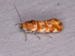 Spragueia jaguaralis