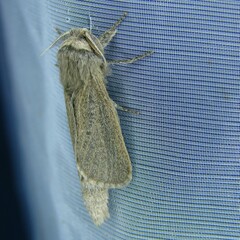 Phragmataecia castaneae