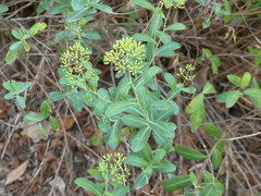 Bupleurum fruticosum