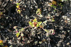 Pelargonium althaeoides