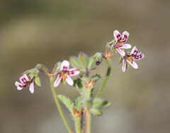 Pelargonium althaeoides