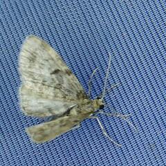 Eupithecia tantillaria
