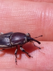 Sphenophorus aequalis