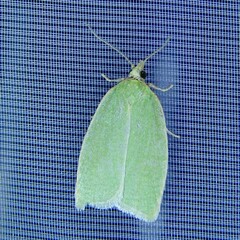 Tortrix viridana