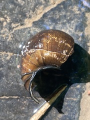 Cipangopaludina chinensis