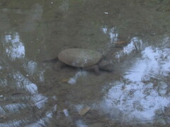 Chelydra acutirostris