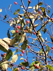 Malus prunifolia