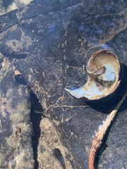 Cipangopaludina chinensis