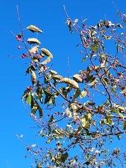 Malus prunifolia
