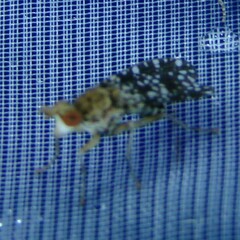 Trypetoptera punctulata