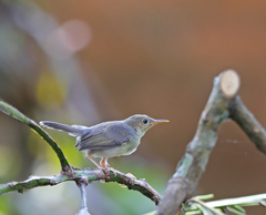 Orthotomus ruficeps