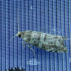 Epinotia tedella