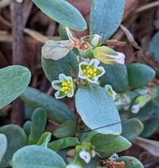 Polygonum aviculare