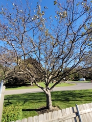 Malus prunifolia