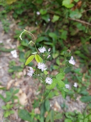 Elephantopus carolinianus