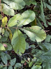Carya tomentosa