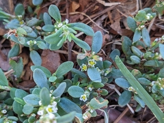 Polygonum aviculare