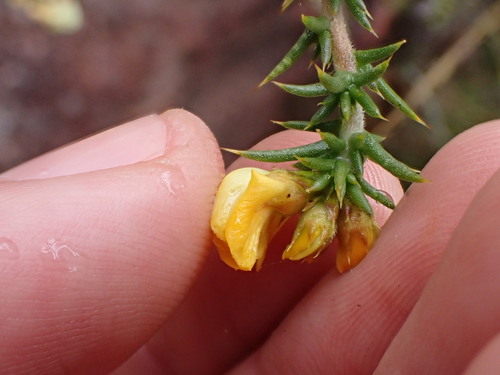 Image of Aspalathus hirta by (c) Ren Hoekstra, some rights reserved (CC BY)
