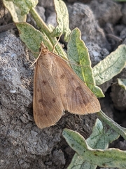 Achyra nudalis